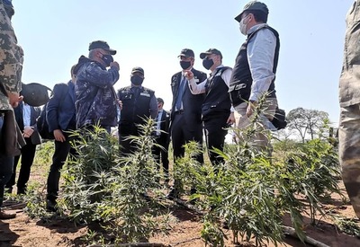 'Operación Nueva Alianza XXII' logra destrucción de más de 127 hectáreas de cultivos de marihuana en Amambay » Ñanduti