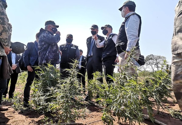 'Operación Nueva Alianza XXII' logra destrucción de más de 127 hectáreas de cultivos de marihuana en Amambay » Ñanduti