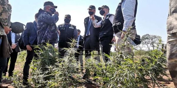 Ministros de Seguridad de Paraguay y Brasil visitaron marihuanal en Amambay
