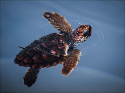 La tortuga cabezona o boba resiste pese a las amenazas