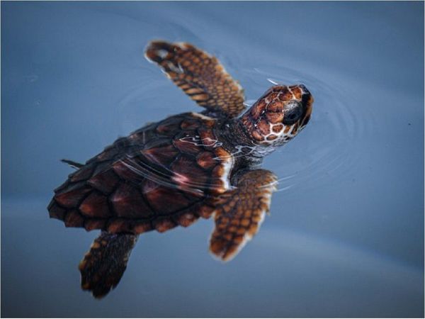 La tortuga cabezona o boba resiste pese a las amenazas