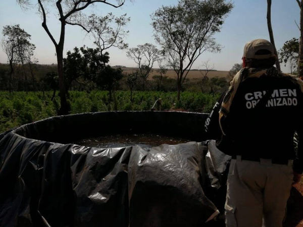 Desbarantan campamento de plantación de marihuana - Judiciales.net