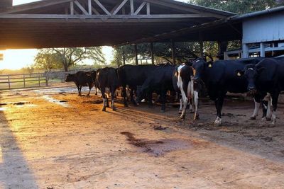 Paraguay tiene riesgo de deforestación de 734 hectáreas por cada 1.000 toneladas de carne - Nacionales - ABC Color