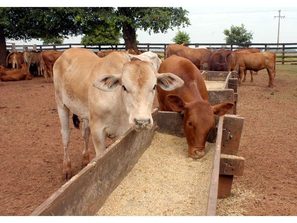 Paraguay, entre los países que más deforestan para producir carne