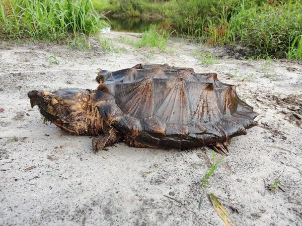 Hallan una rara especie de tortuga en Florida