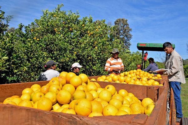 Citricultura en pico de cosecha - Sacar el jugo al negocio