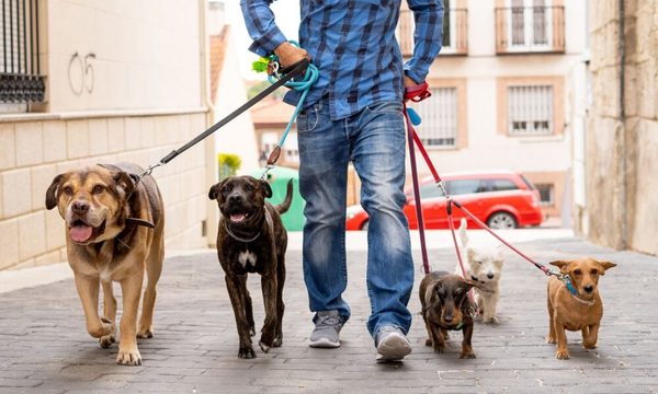 Ley obligará a alemanes a pasear a sus perros dos veces por día