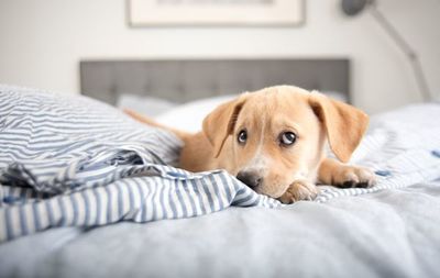 ¿Es correcto que las mascotas suban a la cama?