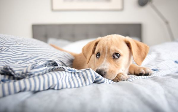 ¿Es correcto que las mascotas suban a la cama?