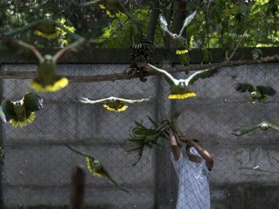 Entrenan a volar a 50 loras antes de enviarlas a refugio natural en Nicaragua
