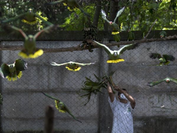 Entrenan a volar a 50 loras antes de enviarlas a refugio natural en Nicaragua