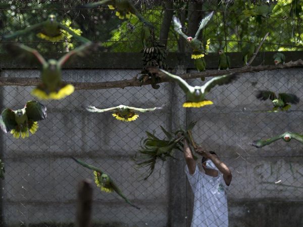 Entrenan a volar a 50 loras antes de enviarlas a refugio natural en Nicaragua
