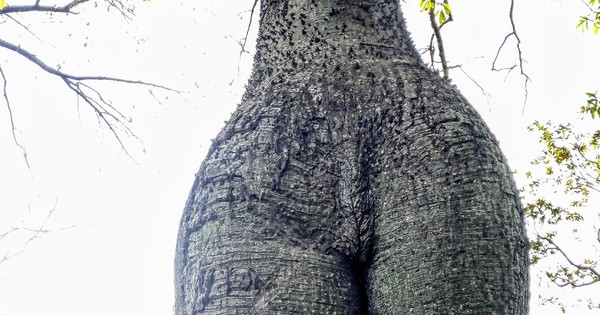 Aseguradora Yacyretá apoyó nuevamente la campaña Colosos de la Tierra