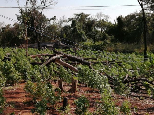 Destruyen 60 hectáreas de marihuana Creespy y detienen a 6 personas