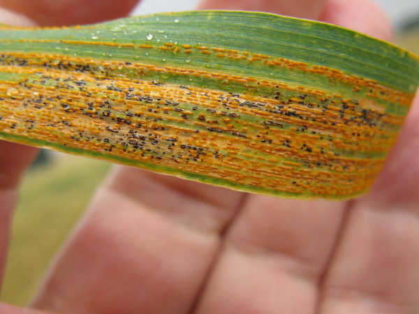 Nuevo análisis genético global avanza el desarrollo de trigo resistente a la roya amarilla