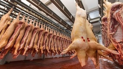 Productores de cerdo piden apoyo del Gobierno para volver a exportar