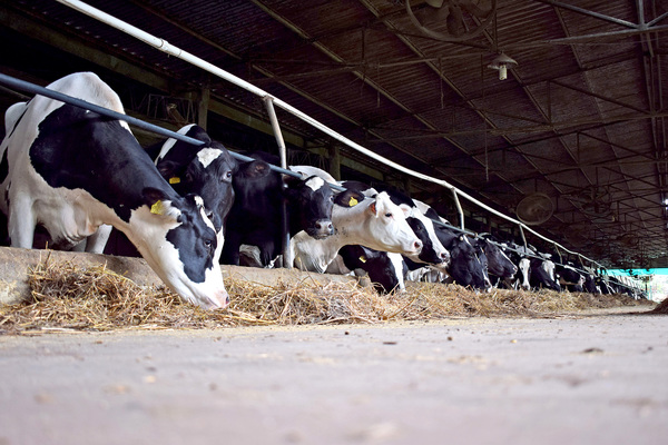 DÍA DE LA LECHE: Expectativa favorable, pese a pandemia