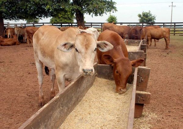 Paraguay, entre los países que más deforestan para producir carne