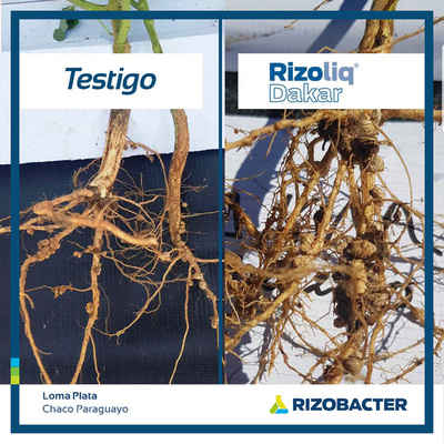 Rizoliq Dakar, nuevo inoculante líquido