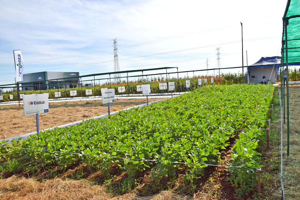 Syngenta capacitó sobre manejo de malezas resistentes