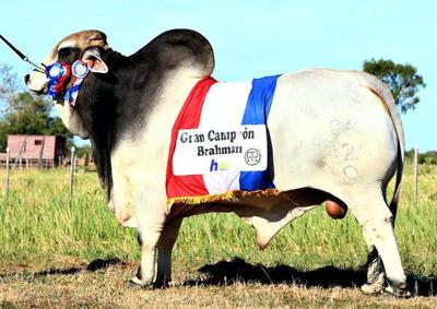 Agroganadera Concepción exportó toro Brahman multicampeón a la Argentina
