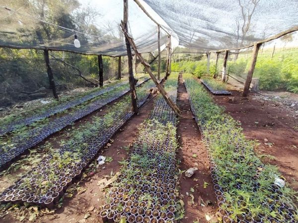 Incautan marihuana creepy en Capitán Bado