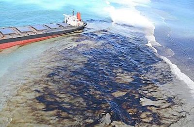 Hallan 13 delfines muertos en playas de Mauricio tras el derrame de petróleo » Ñanduti