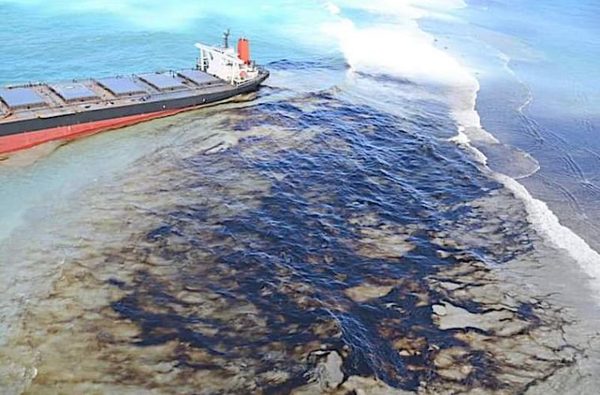 Hallan 13 delfines muertos en playas de Mauricio tras el derrame de petróleo » Ñanduti