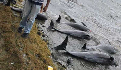 Hallan 13 delfines muertos tras el derrame de petróleo en costa de Mauricio - Noticiero Paraguay