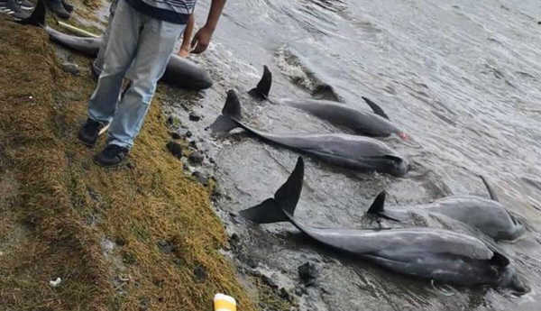 Hallan 13 delfines muertos tras el derrame de petróleo en costa de Mauricio - Noticiero Paraguay