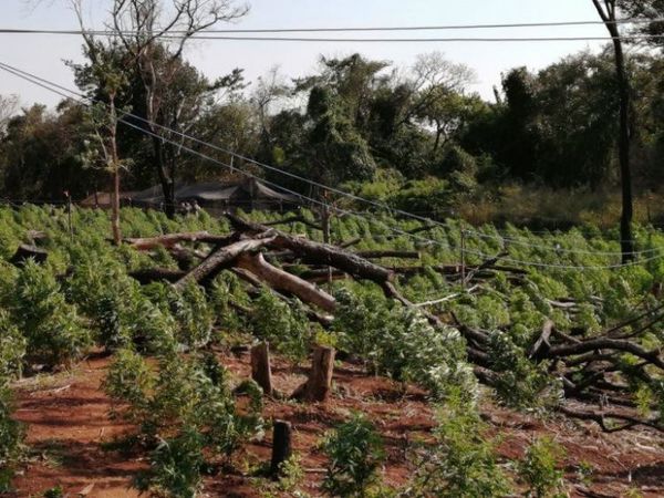 Destruyen 60 hectáreas de marihuana Creespy y detienen a seis personas en Capitán Bado