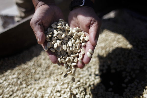 Honduras vende 873,32 millones de dólares en café, 4% menos que el ciclo pasado - MarketData
