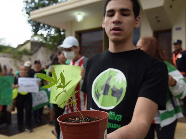 Congreso sanciona proyecto de ley que despenaliza el cannabis medicinal