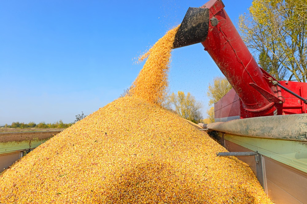Envíos de maíz caen 71 % pero prevalecen las exportaciones a Brasil
