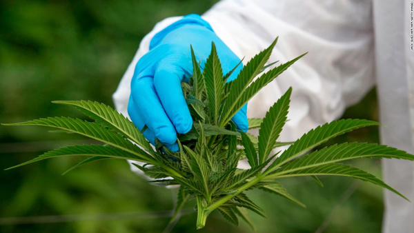 Quedó sancionada la ley que despenaliza el uso del cannabis para fines medicinales