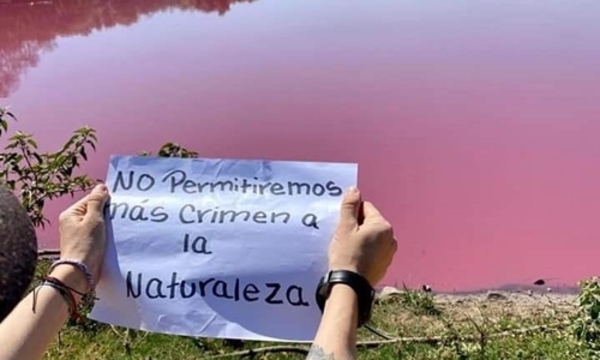 Las redes se tiñen de morado, al igual que la laguna Cerro