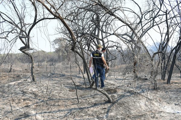 Bahía de Asunción: Fuego afectó principalmente hábitat de aves playeras y migratorias » Ñanduti