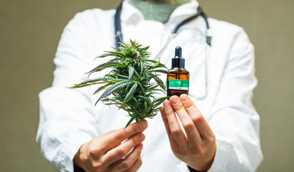 Cannabis medicinal: para producir se deben cumplir reglas estrictas, afirman