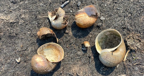 La Nación / Daños ambientales en la bahía de Asunción y otro incendio en Capiatá