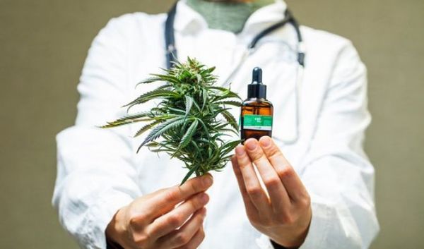 AUDIO: Cannabis medicinal para producir se deben cumplir reglas estrictas, afirman