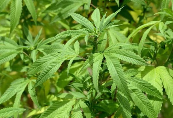 Sancionan ley que despenaliza cultivo de marihuana para uso medicinal
