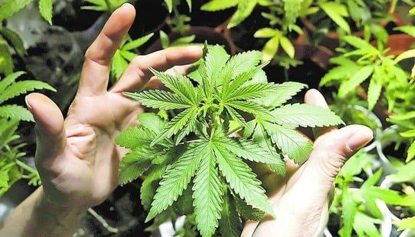 HOY / Proyecto que autoriza autocultivo de marihuana para uso medicinal quedó sancionado en el Congreso