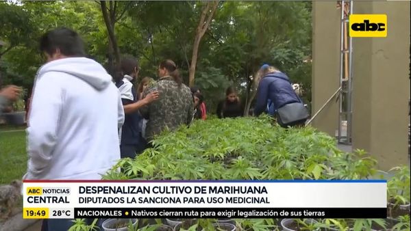 Despenalizan cultivo de marihuana para uso medicinal - ABC Noticias - ABC Color