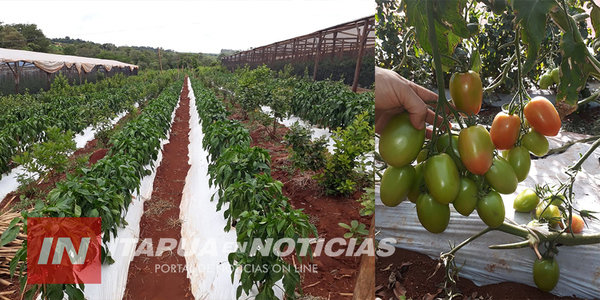 HORTICULTORES SE ATRINCHERARON EN DÍAS DE HELADA Y SALVARON SUS COSECHAS