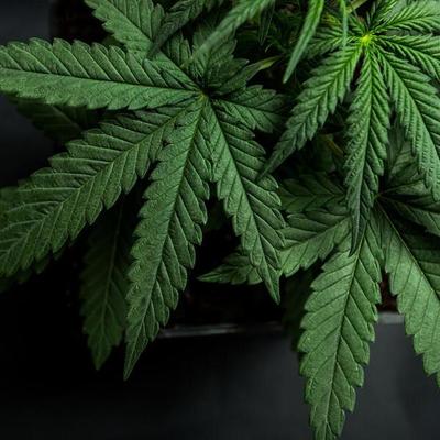 Diputados aprobó que despenaliza autocultivo de marihuana medicinal