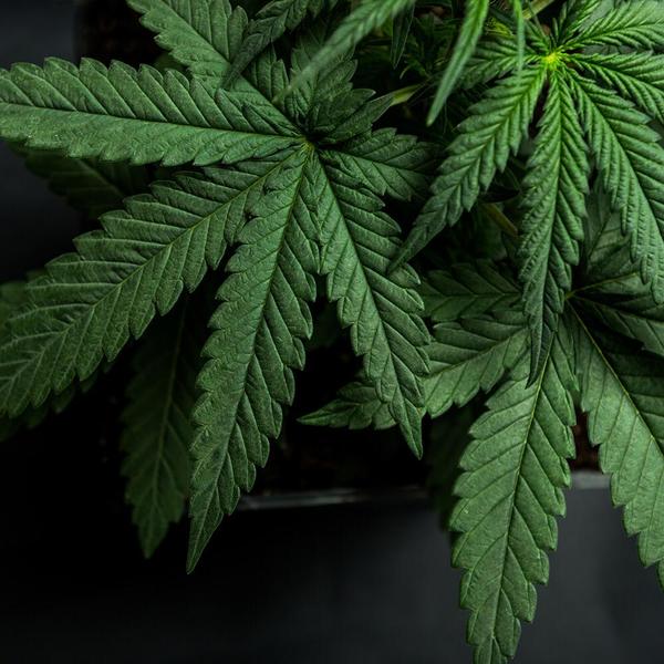 Diputados aprobó que despenaliza autocultivo de marihuana medicinal