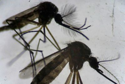 Cuando el hombre envía mosquitos a combatir los males que transmiten - Ciencia - ABC Color