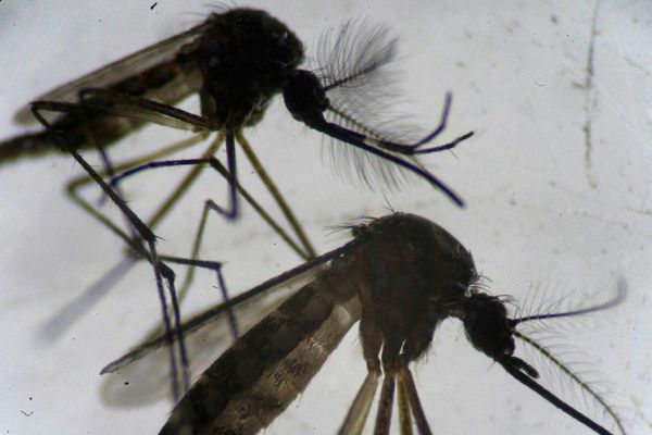 Cuando el hombre envía mosquitos a combatir los males que transmiten - Ciencia - ABC Color