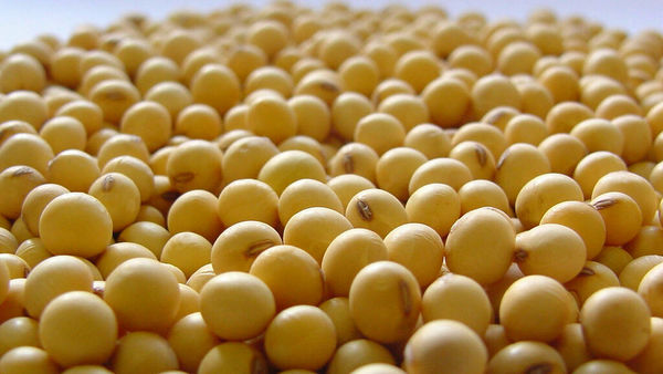 Cotización de soja incrementa según informe del USDA