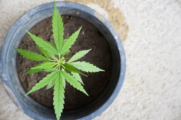 Diputados sancionan ley de autocultivo de cannabis para uso medicinal